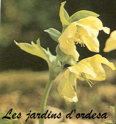 Helleborus orientalis yellow lady
